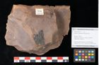 Foto (Objekt + Etikett) von Quercus palaeoilex Ettingshausen (NHMW-GEO-2024-0188-0773)